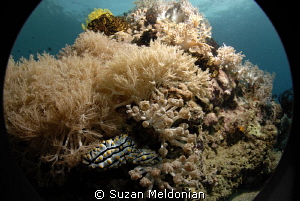 CLose focus wide angle 2 nudibranchs on the reef at Beatriz. by Suzan Meldonian 